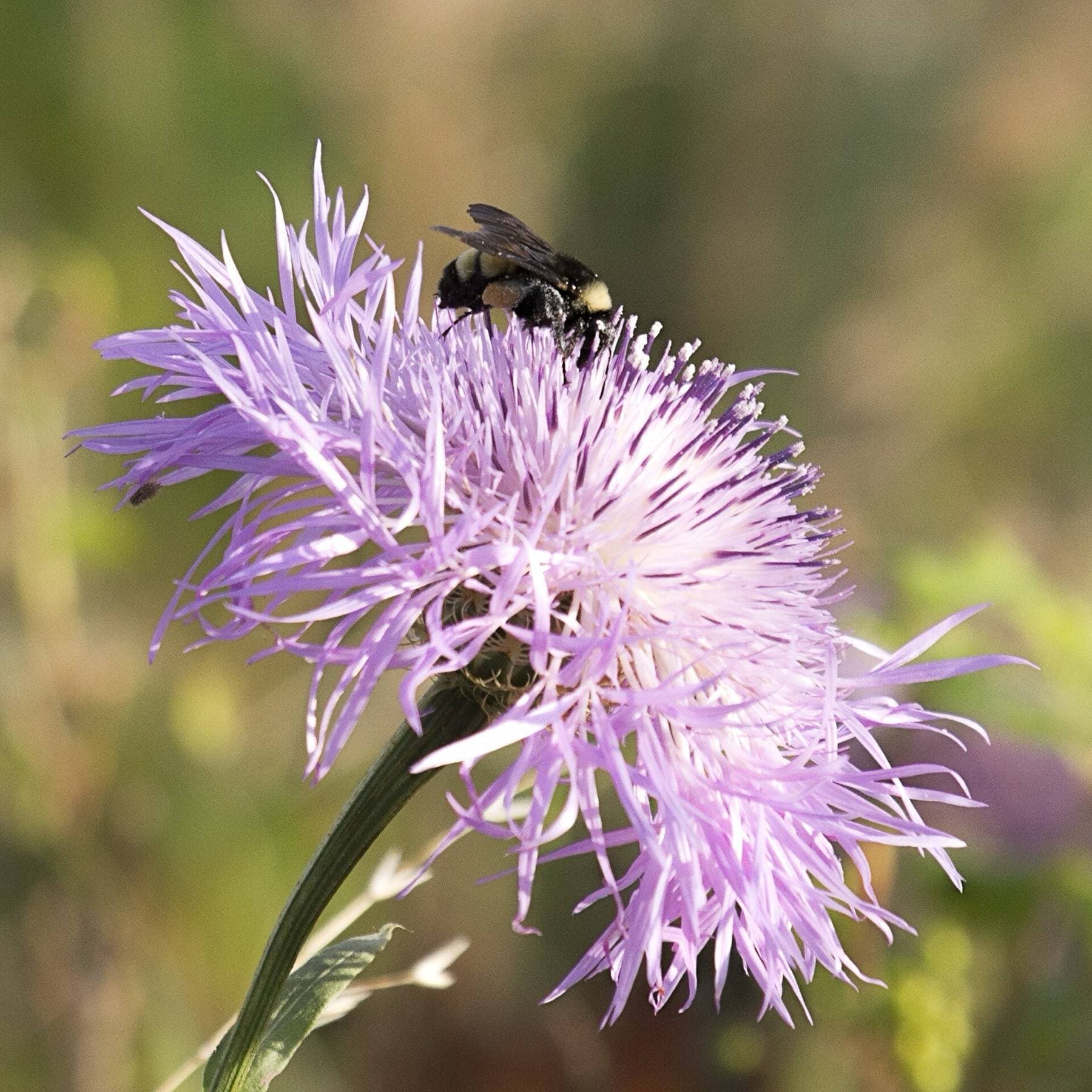Wichita Mountains Wildlife Refuge