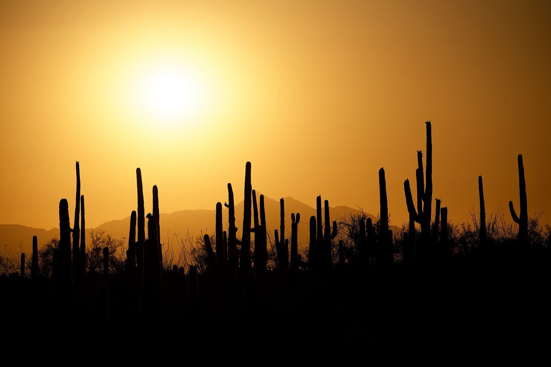 Saguaro cactus and other flora at sunset, Saguaro National Park, west of Tucson, AZ, USA
