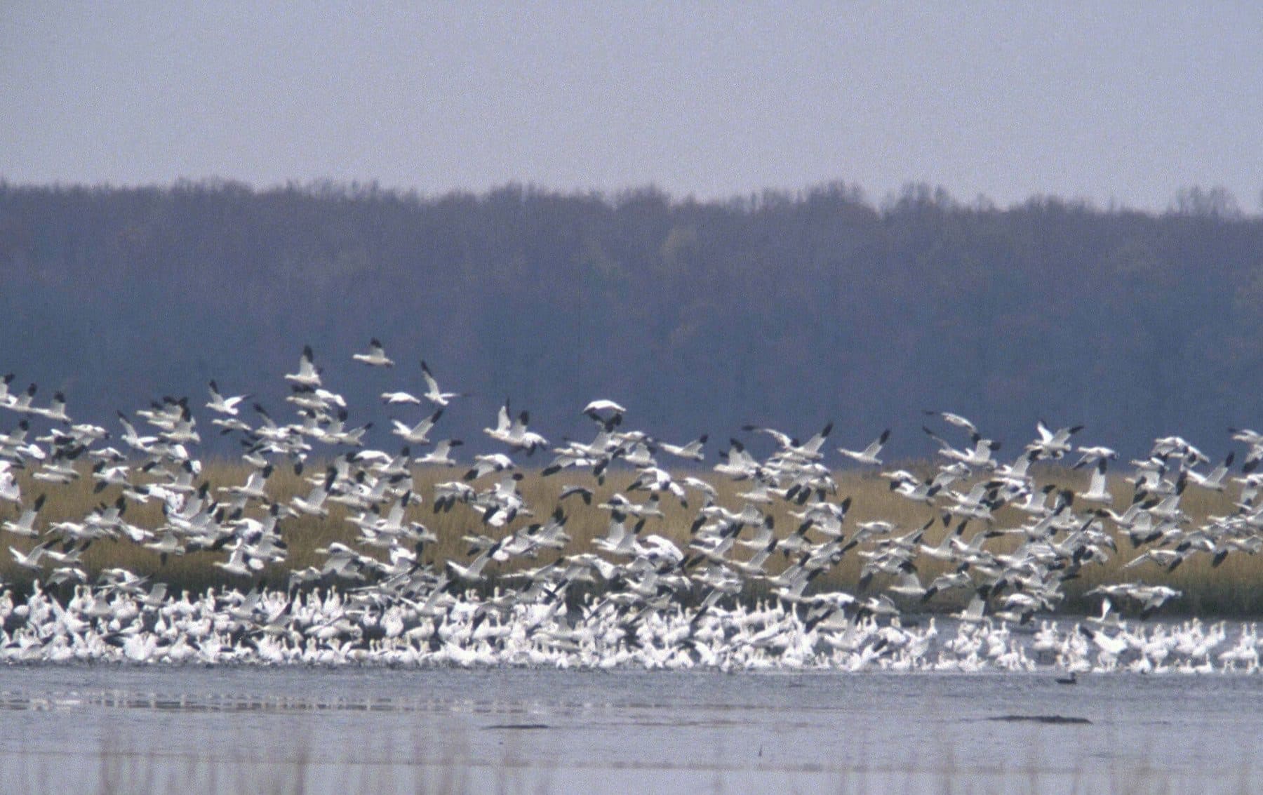 Bombay Hook National Wildlife Refuge, DE