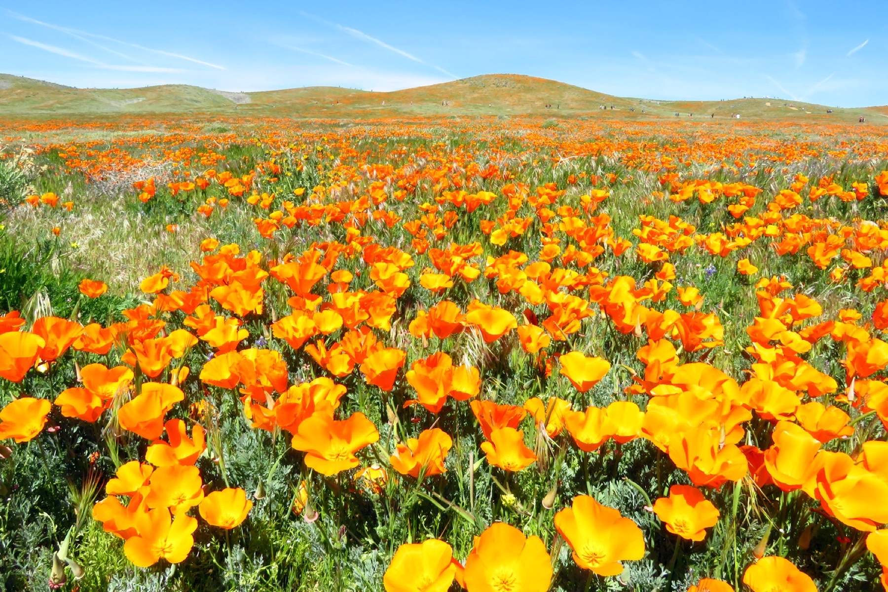 Antelope Valley California Poppy Reserve