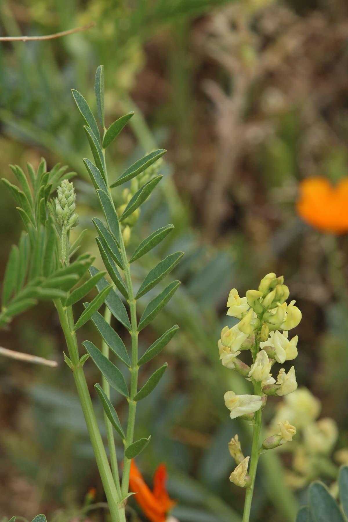 Douglas' Milkvetch