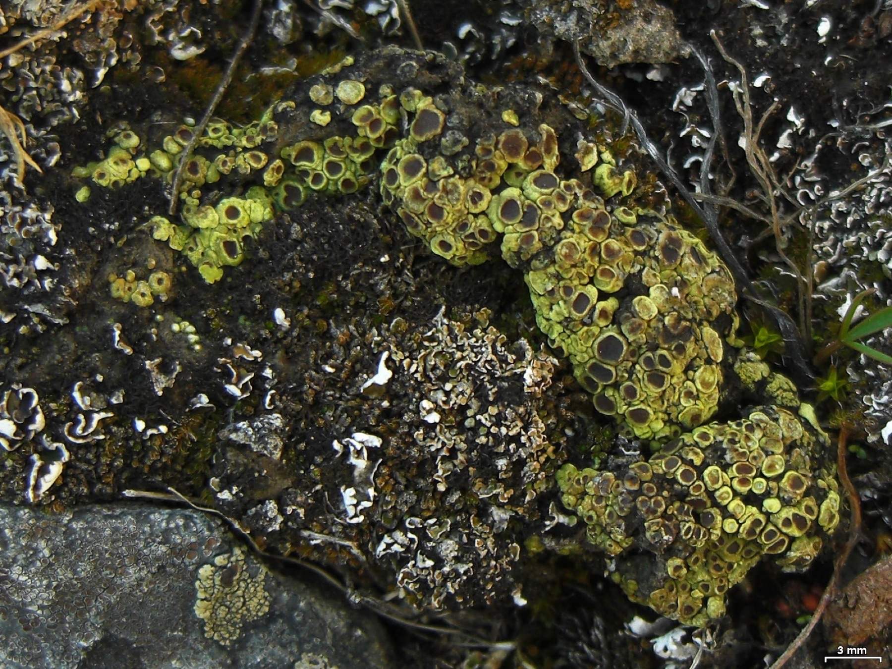 Turnbull National Wildlife Refuge, Spokane Co., Washington, 20141026-28