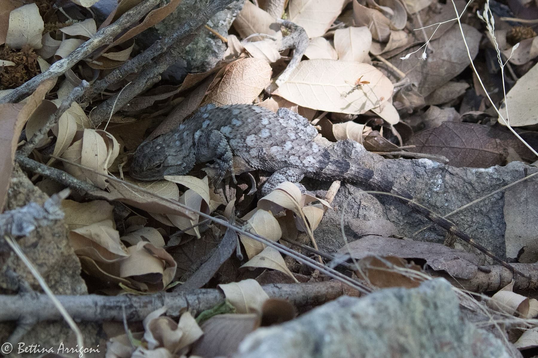 ?? Lizard | Huachuca Canyon | Sierra Vista | AZ|2017-05-12|07-41-01.jpg