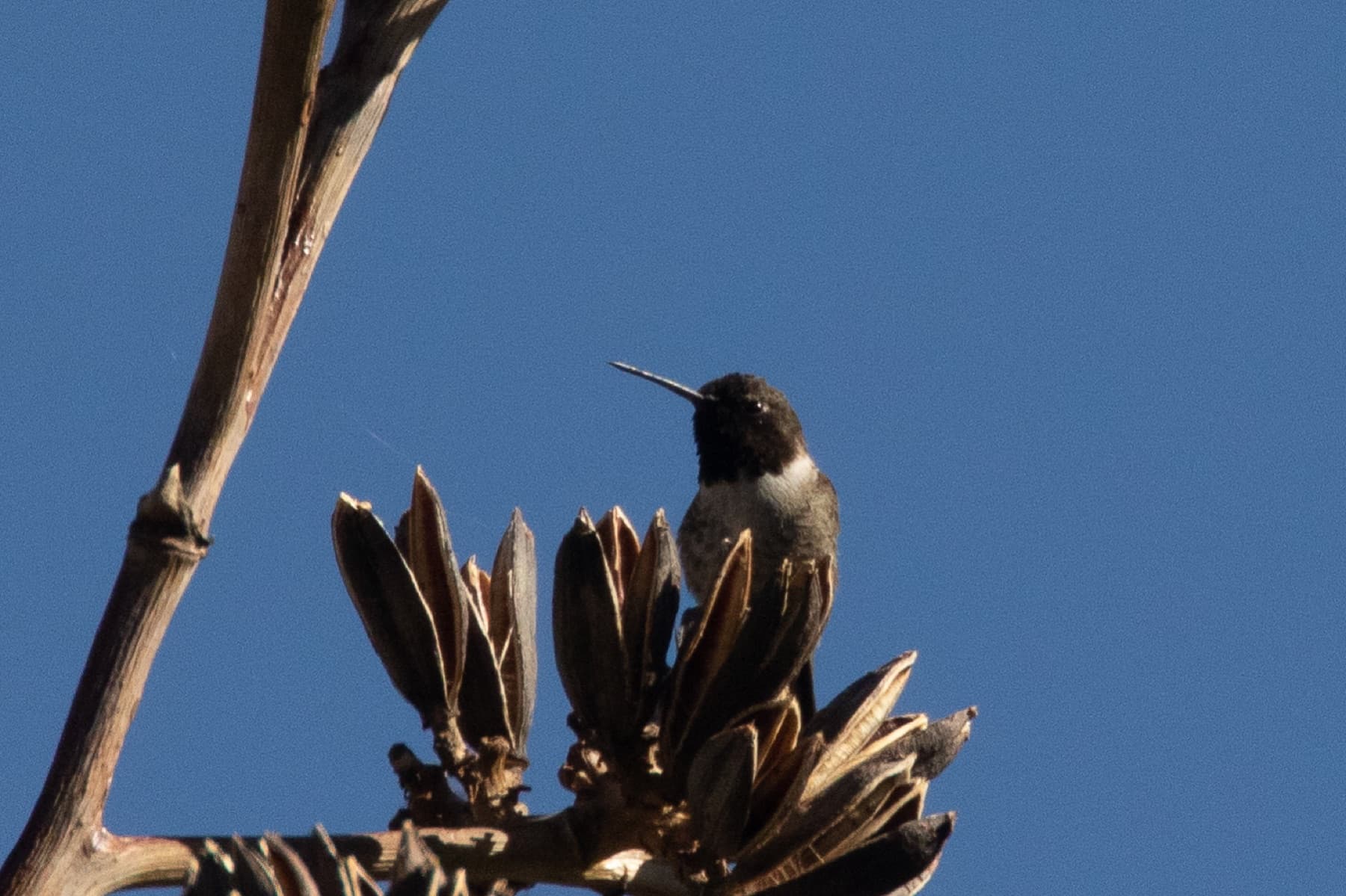 Black-chinned Hummingbird (male) | Kartchner Caverns | Sierra Vista | AZ|2018-05-29|08-41-33-2