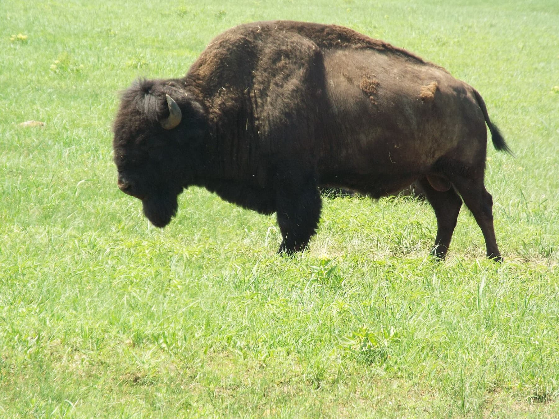 Wichita Mountains Wildlife Refuge