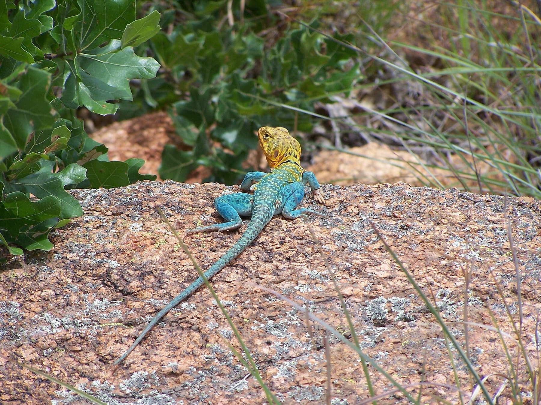 A male Common Collared Lizard at the Wichita Mountains National Wildlife Refuge near Lawton, Oklahoma