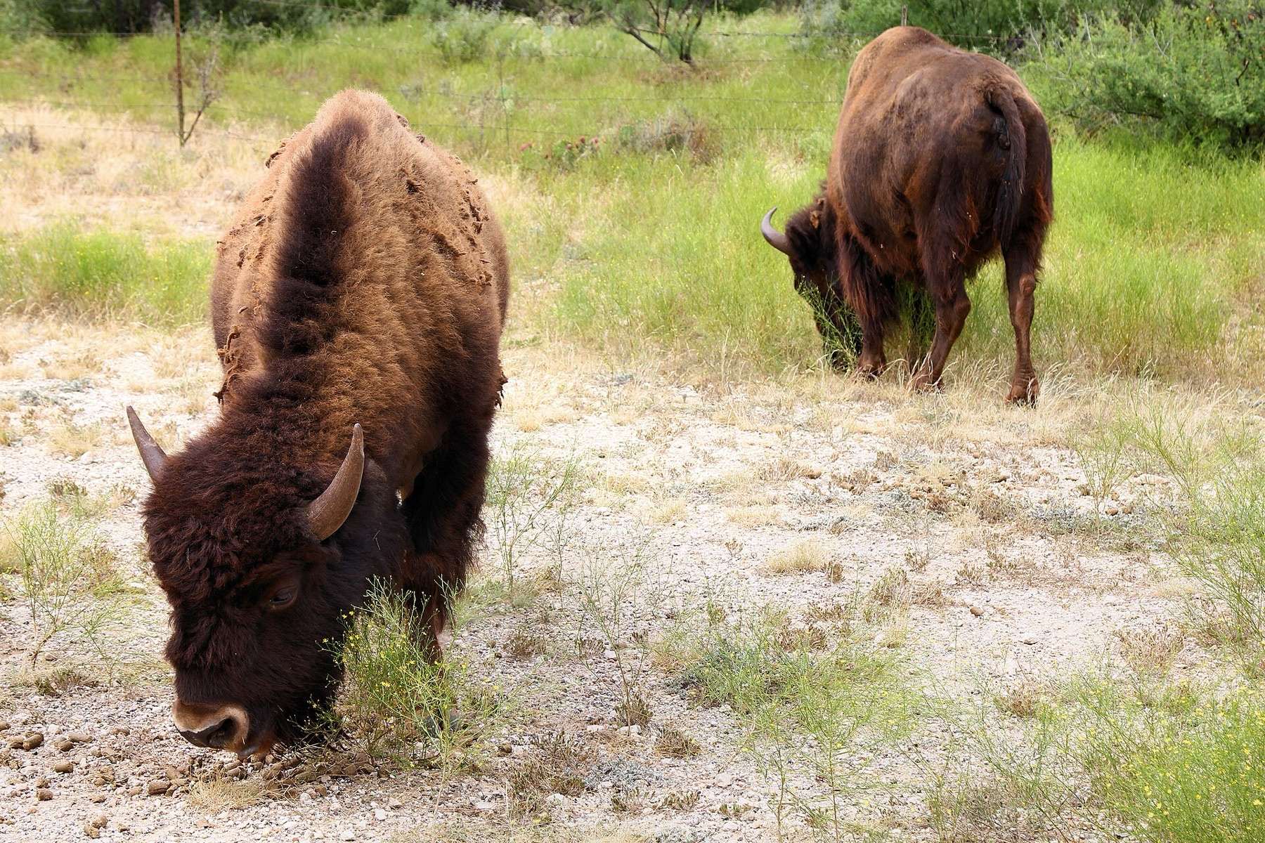 American bison grazing at San Angelo State Park in Tom Green County, Texas, United States