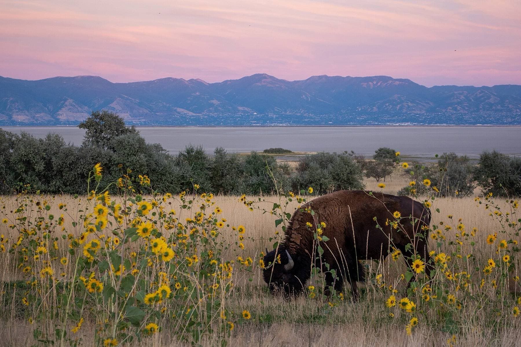 Antelope Island, with an area of 42 square miles (109 km2), is the largest of ten islands located within the Great Salt Lake, Utah, United States