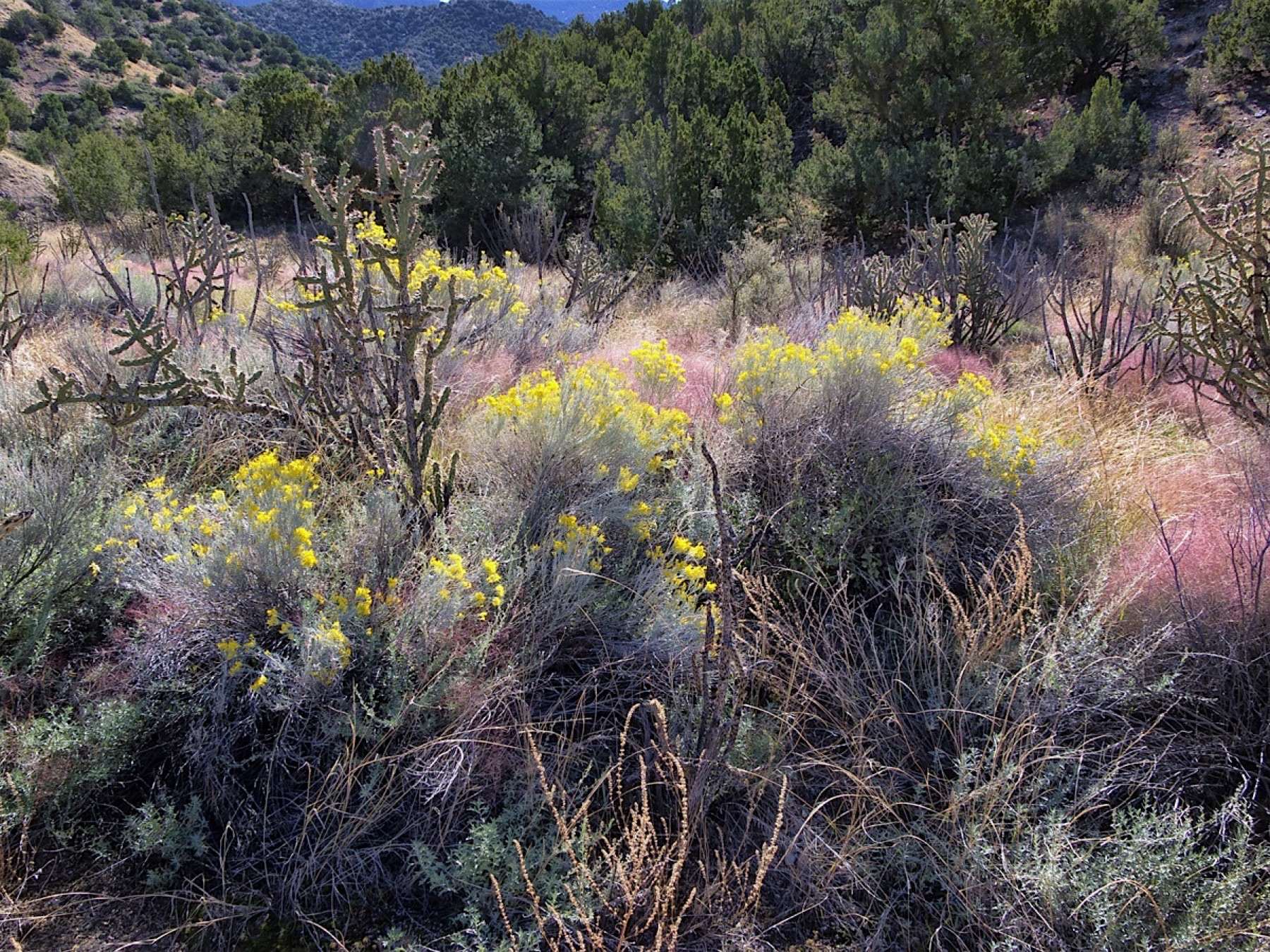 The weeds in Placitas are getting some color!