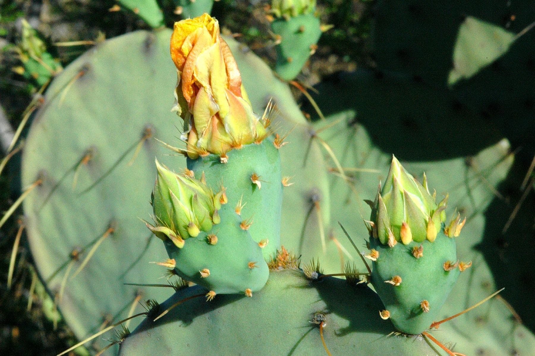 Few of the pricklypear cactus are starting to finally bloom around Lake Amistad, Del Rio, TX, Val Verde County, Amistad National Recreation Area