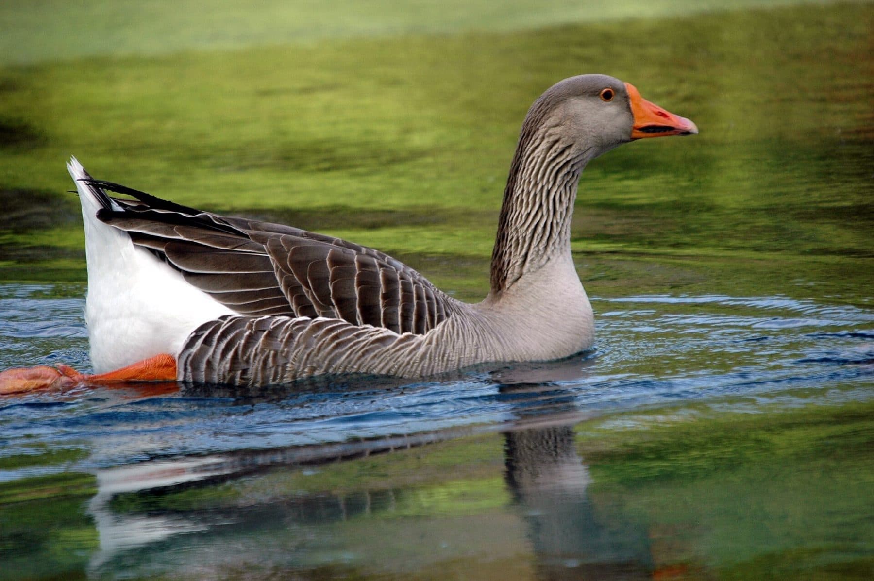 There were a pair of these guys swimming up and down the creek