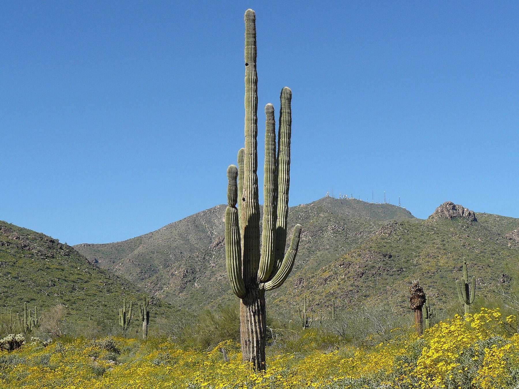 Saguaro cactus and spring wildflowers in White Tank Mountain Regional Park