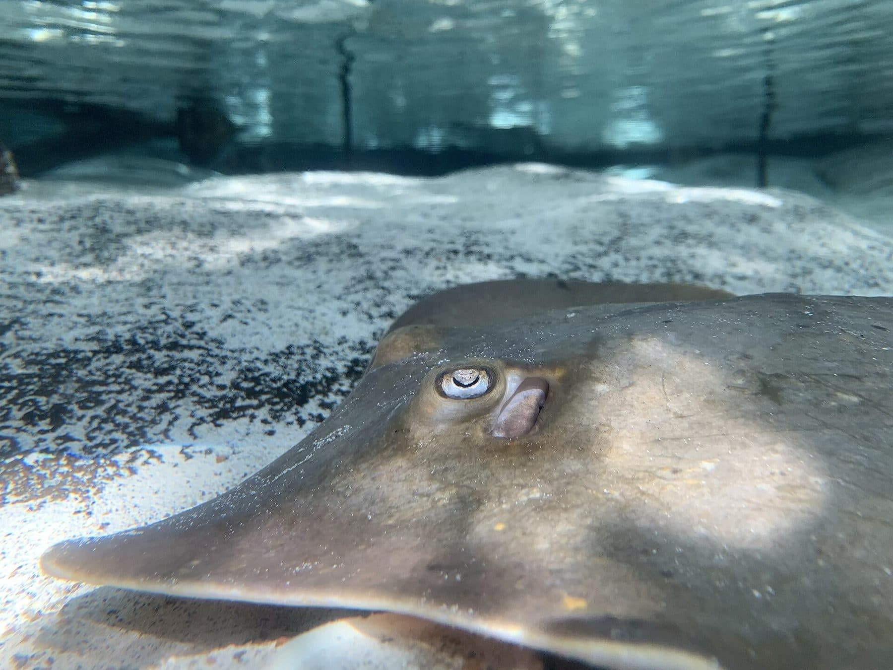 An Atlantic stingray (Hypanus sabinus) resting in the Florida Aquarium’s Mangrove Tunnel exhibit in in Tampa, Florida