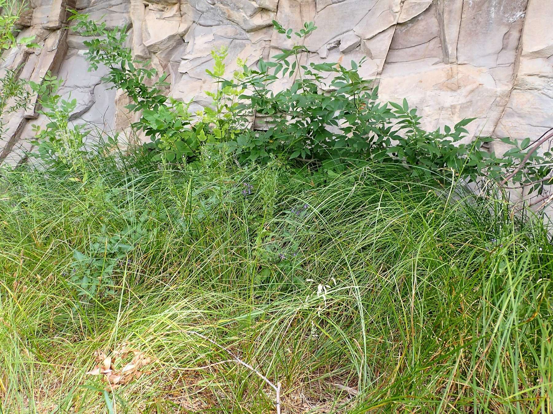 Woolly sedge forming a dense leafy colony along the River's Edge Trail in Great Falls, Montana