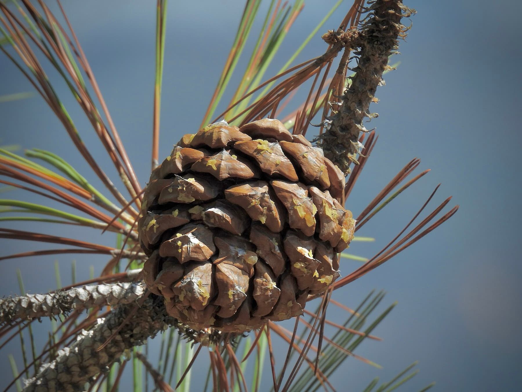 A Torrey Pine Tree (Pinus torreyana) at Torrey Pines State Natural Reserve in San Diego, California