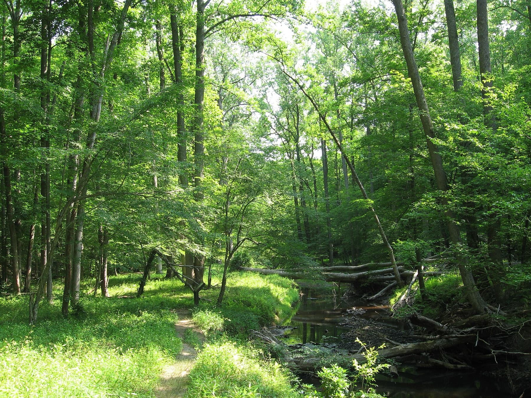 The North Fork of Quantico Creek and the North Valley Trail in Prince William Forest Park, Virginia