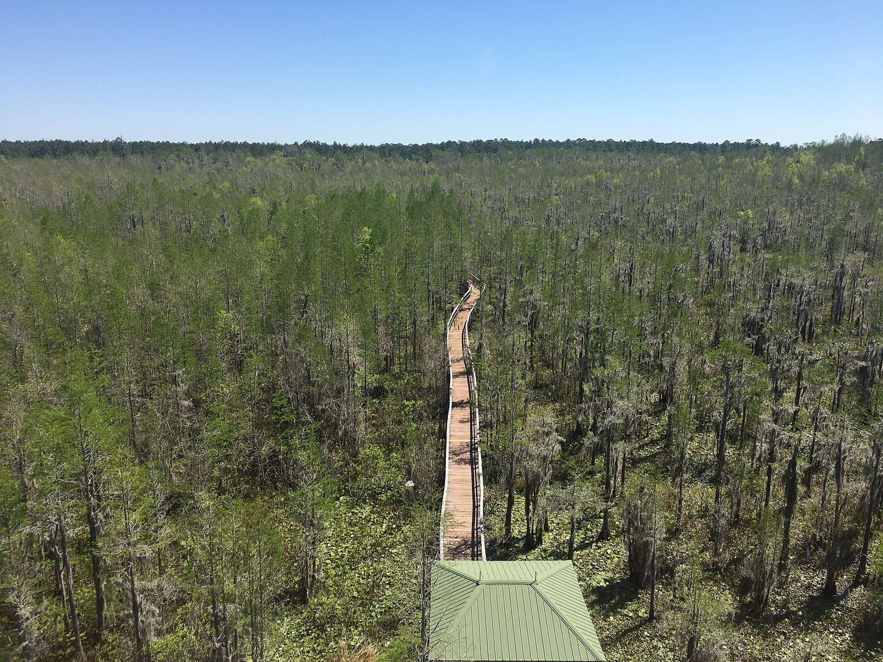 Grand Bay Wildlife Management Area as seen from the lookout tower