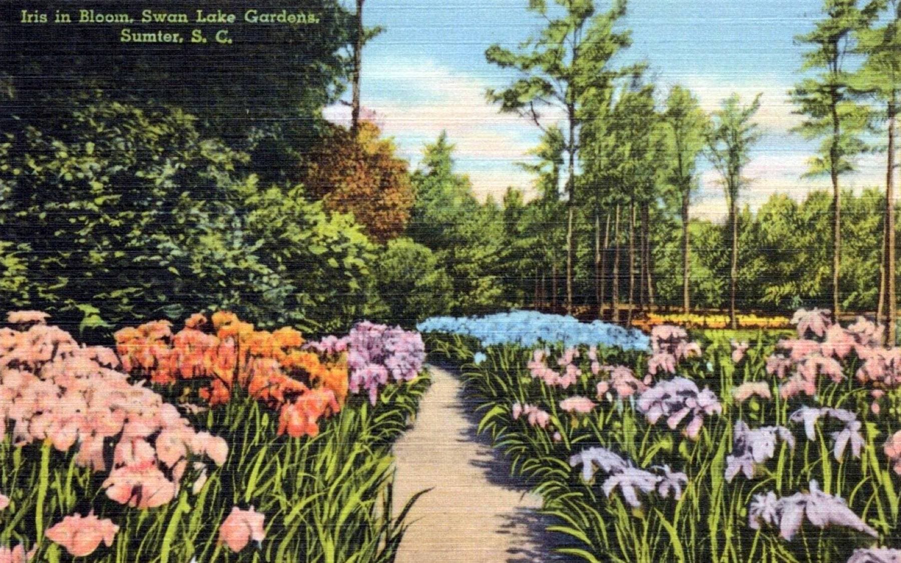 Photomechanical print (postcard) : halftone, colored