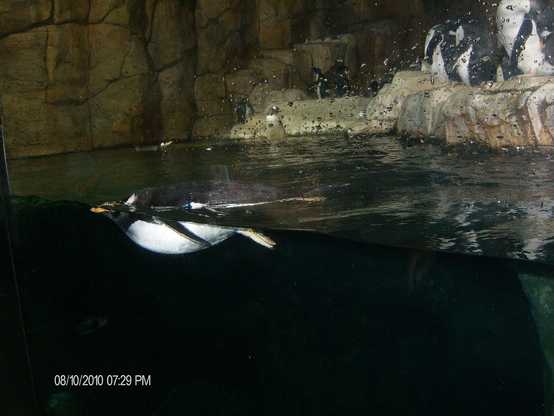Penguins from the Henry Doorly Zoo and Aquarium in Omaha, Nebraska
